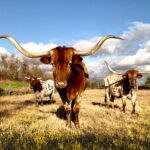 cows on grassy field under blue cloudy sky